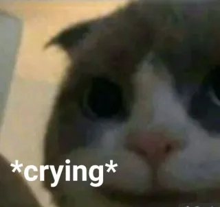 🐱 *crying* Katze, weinend, traurig, Meme, Ausdruck whatsapp sticker