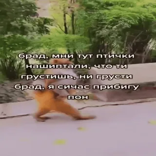 🐵 брад, мни тут птички нашиптали, что ти грустишь, ни грусти брад, я сичас прибигу пон mono, animal, gracioso, texto, ruso, meme whatsapp sticker