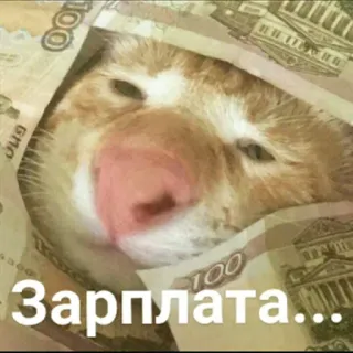 💰 Зарплата... 고양이, 돈, 월급, 루블, 러시아, 동물, 귀여운, 웃긴 telegram sticker