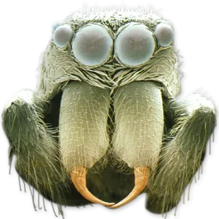 👀 spider, jumping spider, insect, arachnid, macro, wildlife, animal telegram sticker
