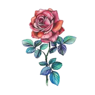 🌹 flor, rosa, botánico, naturaleza, planta, floral telegram sticker
