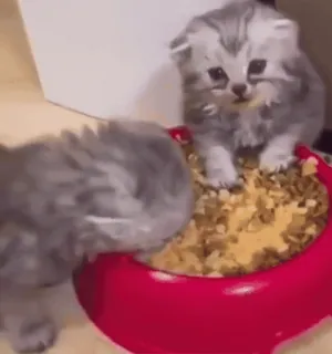 😱 kitten, cats, cute, animals, food, eating telegram sticker