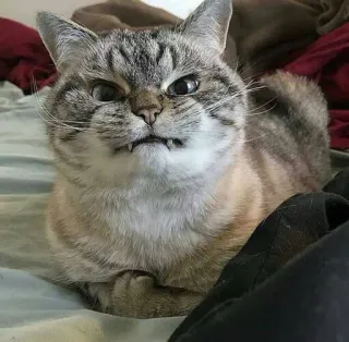 😾 gato, bravo, felino, animal, gato doméstico, animal de estimação whatsapp sticker