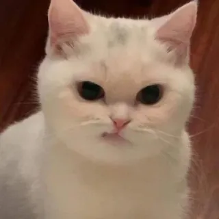 🥴 cat, white cat, pet, animal, cute, domestic animal, feline telegram sticker