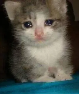 😢 gatto, gattino, triste, pianto, carino, animale, animale domestico telegram sticker