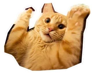 🐱 gato, gato naranja, mascota, animal, gato gracioso, gato lindo, patas levantadas telegram sticker