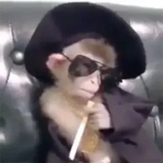 🤱 mono, gánster, gafas de sol, sombrero, traje, cadena de oro, cigarrillo telegram sticker