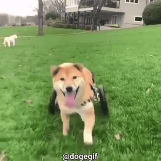 😂 @dogegif Hund, Rollstuhl, Tier, Gras telegram sticker
