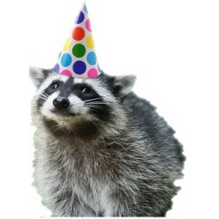 🥳 Waschbär, Tier, Partyhut, Geburtstag, süß, Feier telegram sticker