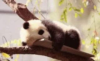 😔 panda, cute, animal, nature, tree telegram sticker