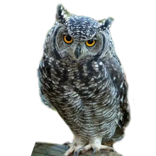 😲 owl, bird, animal, wildlife, nature, eyes, feather, nocturnal telegram sticker