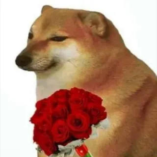 🐕 dog, cheems, flowers, bouquet, roses, meme, valentines day telegram sticker