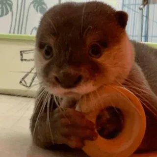 😏 loutre, animal, mignon, faune, mammifère telegram sticker