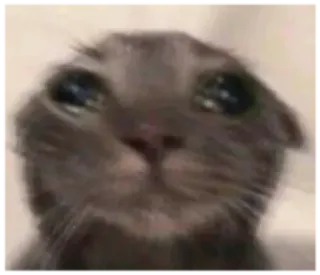 🥺 chat, triste, mème, pleurer, animal, animal de compagnie whatsapp sticker