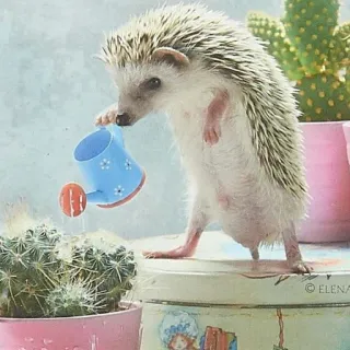 💦 ハリネズミ, 動物, じょうろ, サボテン, 可愛い whatsapp sticker