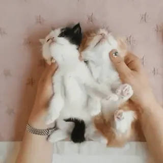 🥰 gatinhos, gatos, animais, fofos, animais de estimação whatsapp sticker