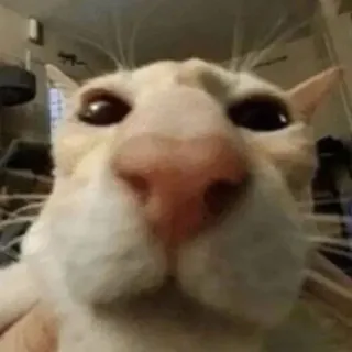 🌟 cat, animal, pet, close-up, funny telegram sticker
