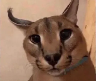 🐱 cat, floppa, meme, animal, caracal telegram sticker