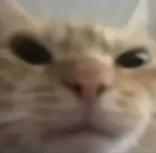 😠 chat, animal, animal de compagnie, chat roux, gros plan telegram sticker