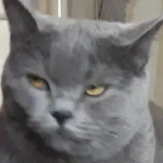 😒 chat, chat gris, British Shorthair, animal, animal de compagnie telegram sticker