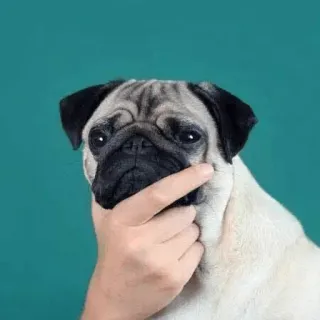 🤔 carlin, chien, animal, penser, animal de compagnie, mignon telegram sticker