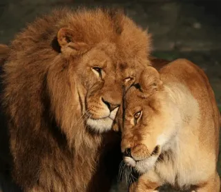 😍 лев, львица, животные, любовь, природа, дикая природа telegram sticker