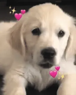 💞 狗, 小狗, 可爱, 爱心, 金毛寻回犬, 宠物, 动物 telegram sticker