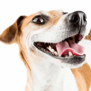 😄 dog, animal, pet, portrait, happy, domestic telegram sticker