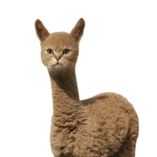 🙃 llama, cat, animal, funny, hybrid, meme, cute telegram sticker