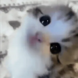 💞 小猫, 猫, 可爱, 宠物, 动物, 猫科 telegram sticker