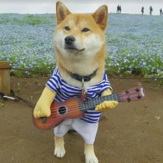🤘 chien, shiba inu, ukulele, musique, mignon, animal telegram sticker