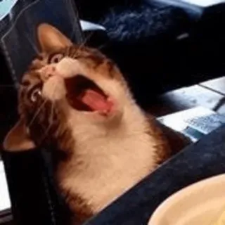 😝 gato, bocejar, animal, animal de estimação, mamífero, gato doméstico, boca aberta whatsapp sticker