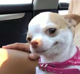 🌟 perro, chihuahua, mascota, animal, lindo whatsapp sticker