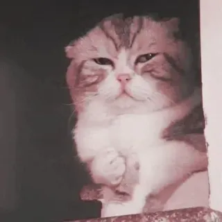 😭 кот, шотландская вислоухая, животное, милый, домашнее животное telegram sticker