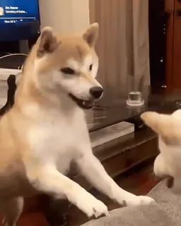 😠 pies, shiba inu, zwierzę, zwierzak, ssak, słodki telegram sticker