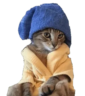 🙄 cat, kitten, animal, pet, cute, hat, robe telegram sticker