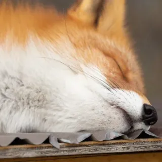 🦊 whatsapp sticker