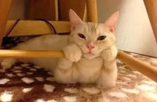😒 Katze, süß, Haustier, Tier, Katzenartig, häuslich, faul, entspannend telegram sticker