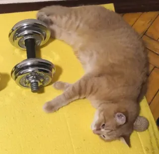 💪 gato, mancuerna, ejercicio, fitness, mascota, animal, halterofilia, divertido telegram sticker