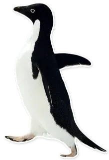 🐧 pingüino, ave, animal, fauna, antártico, ave marina telegram sticker
