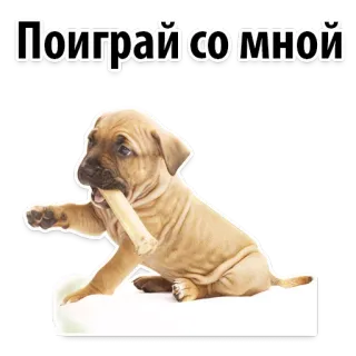 👍 Поиграй со мной dog, puppy, bone, play, animal, pet telegram sticker