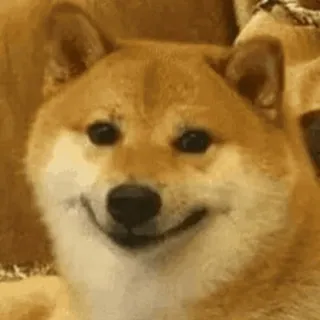 🥲 shiba inu, dog, meme, cute, smiling, animal, pet telegram sticker