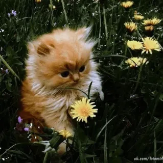 😌 mèo, mèo con, bồ công anh, dễ thương, động vật, thú cưng, cỏ, hoa, thiên nhiên telegram sticker