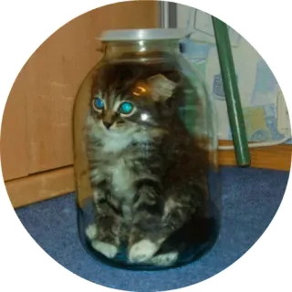 😊 chat, chaton, pot, animal, animal de compagnie, drôle, domestique telegram sticker