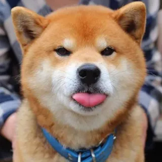 👅 Hund, Shiba Inu, Tier, Haustier, süß, Zunge telegram sticker