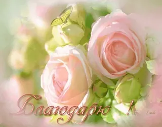 😊 Благодарю! flores, rosas, borboleta, saudação, obrigado telegram sticker