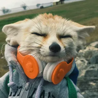 🦊 whatsapp sticker