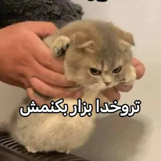 🤬 تروخدا بزار بکنمش gattino, gatto, carino, animale, animale domestico telegram sticker