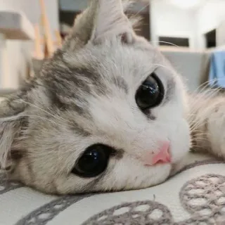 😍 anak kucing, kucing, hewan peliharaan, binatang, lucu, domestik, felin, abu-abu, putih telegram sticker
