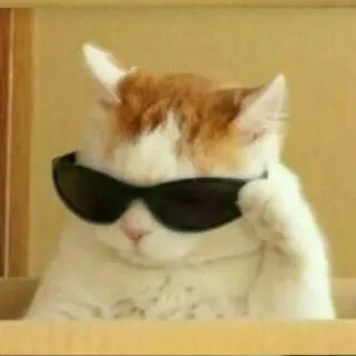 😏 Katze, Sonnenbrille, cool, Haustier, Tier, Mode, Stil whatsapp sticker